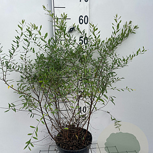 Spiraea cinerea 'Grefsheim' 50-60 cm 3,0L
