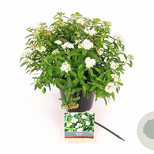 Spiraea jap. 'Albiflora' 25-30 cm 3,0L