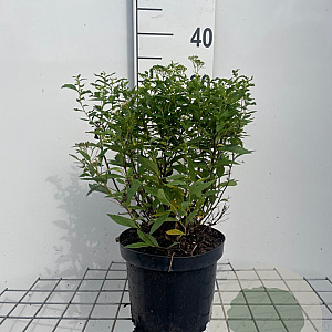 Spiraea jap. 'Albiflora' 30-40 cm 3,0L