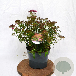 Spiraea jap. 'Anthony Waterer' 30-40 cm 3,0L