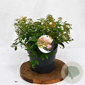 Spiraea jap. 'Genpei' 30-40 cm 3,0L