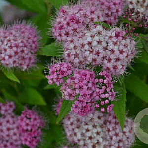 Spiraea jap. 'Genpei' 30-40 cm 3,0L