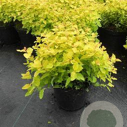 Spiraea jap. 'Golden Princess' 25-30 cm 3,0L