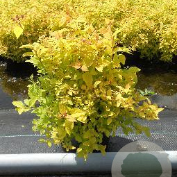 Spiraea jap. 'Golden Princess' 25-30 cm 3,0L