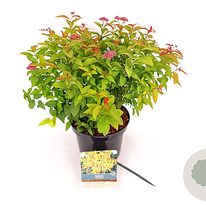 Spiraea jap. 'Goldflame' 25-30 cm 3,0L