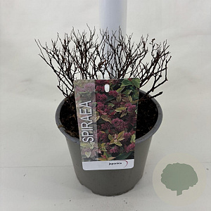 Spiraea jap. 'Goldflame' 25-30 cm 3,0L