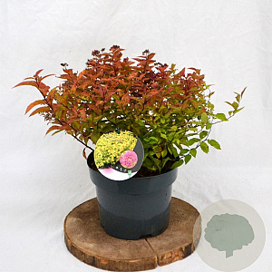 Spiraea jap. 'Goldflame' 30-40 cm 3,0L