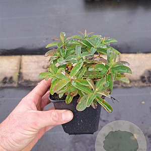 Hypericum calycinum GM P9
