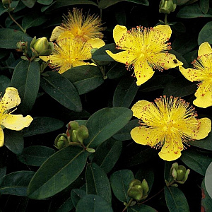 Hypericum calycinum GM P9