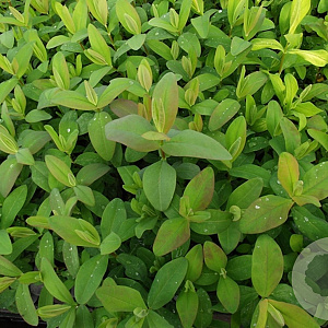 Hypericum calycinum GM P9