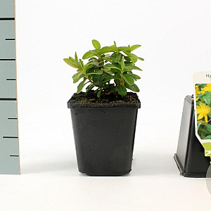 Hypericum calycinum GM P9