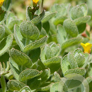 Hypericum elodes GM P9