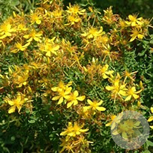 Hypericum perforatum GM P9