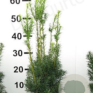 Taxus media 'Hicksii' 50-60 cm met kluit