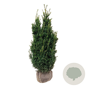 Taxus media 'Hillii' 100-120 cm met kluit extra