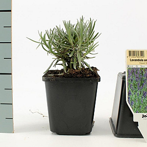 Lavandula ang. 'Dwarf Blue' GM P9