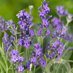 Lavandula ang. 'Dwarf Blue' GM P9