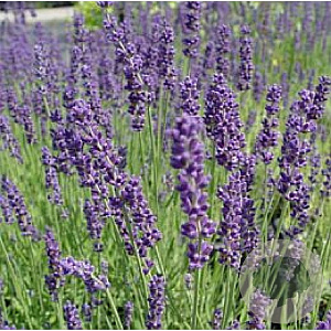 Lavandula ang. 'Hidcote' GM P9