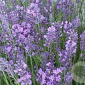Lavandula ang. 'Hidcote' GM P9