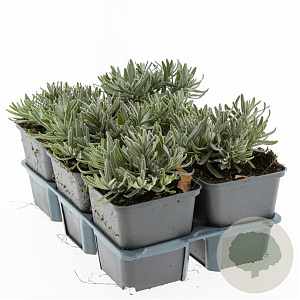 Lavandula ang. 'Hidcote' GM P9