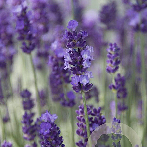 Lavandula ang. 'Hidcote' GM P9