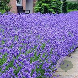 Lavandula ang. 'Silver Blue' GM P9
