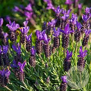 Lavandula 'Blue Star' GM C5