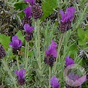 Lavandula stoechas GM P9