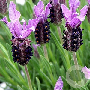 Lavandula stoechas pedunculata GM P9