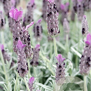 Lavandula stoechas pedunculata GM P9