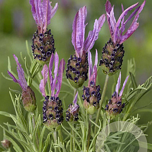 Lavandula stoechas pedunculata GM P9