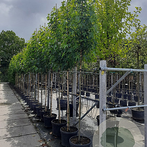 Liquidambar s. 'Worplesdon' 10-12 HO container