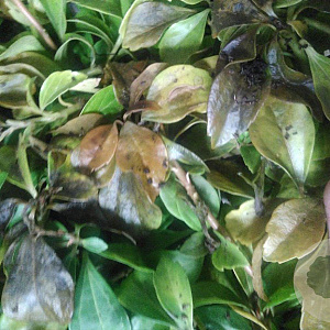 Pachysandra terminalis GM P9