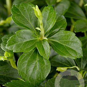 Pachysandra terminalis GM P9