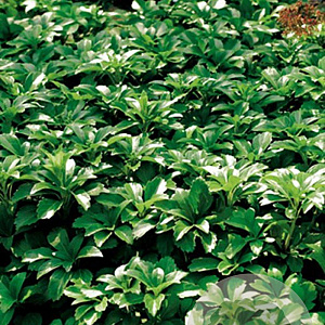 Pachysandra terminalis GM P9