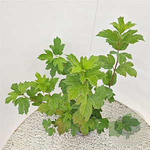 Viburnum opulus 'Roseum' 60-70 cm 3,0L