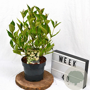 Weigela 'Bristol Snowflake' 40-50 cm 3,0L