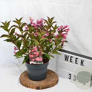 Weigela 'Minuet' 30-40 cm 3,0L