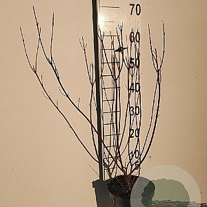 Cornus alba 'Elegantissima' 60-80 cm 3,0L