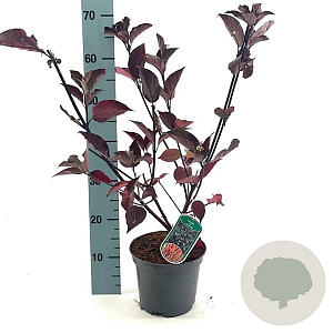 Cornus alba 'Kesselringii' 50-60 cm 3,0L