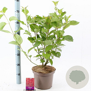 Cornus alba 'Sibirica' 60-80 cm 5,0L