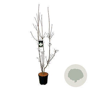 Cornus kousa 'Venus' 150-175 cm 15L