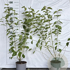 Cornus sanguinea 60-80 cm 2,0L