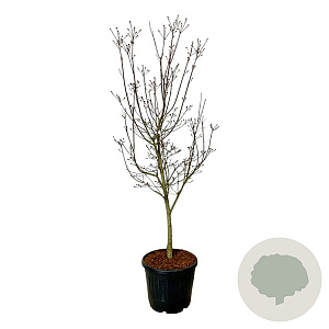 Cornus Starlight 170-200 cm cont. 55L extra