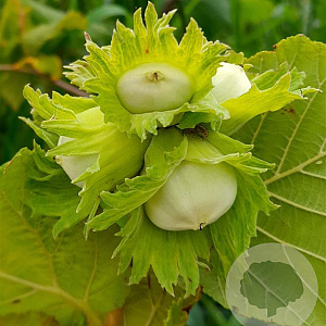 Corylus 'Tonda Romana' 250-300 cm cont. 130L meerstammig