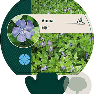 Vinca major GM P9