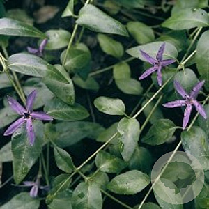 Vinca major GM P9