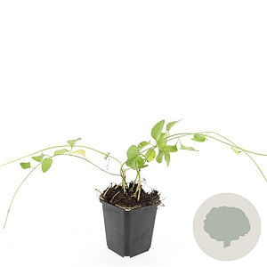 Vinca major GM P9