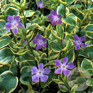 Vinca major 'Variegata' GM P9