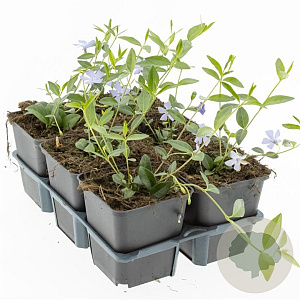 Vinca minor GM P9